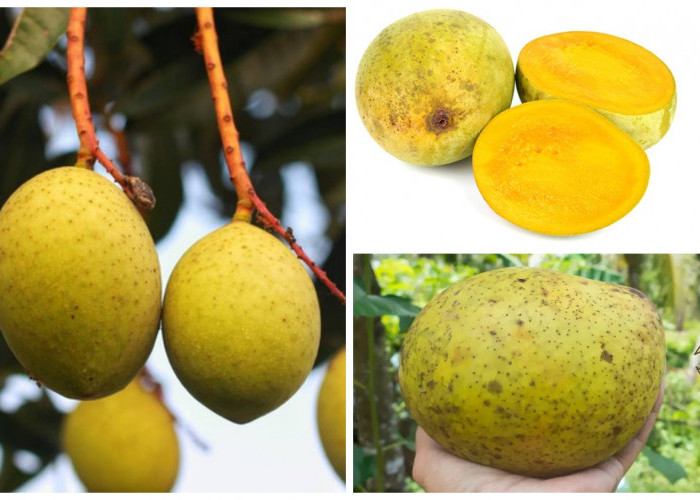 Buah bacang (Mangifera foetida) Inilah Berbagai Manfaat dan Nutrisinya!