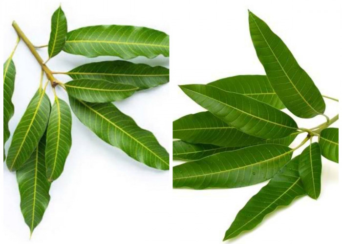 Ketahui Ragam Manfaat Daun Mangga untuk Kesehatan Tubuh yang Jarang Diketahui!