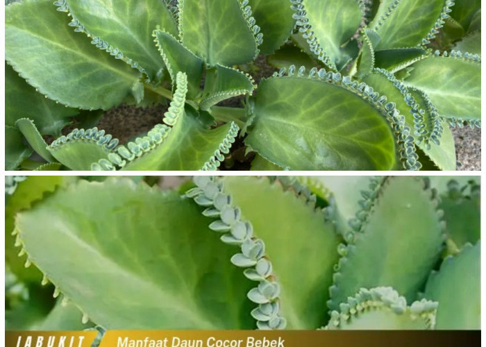 Khasiat Daun Cocor Bebek: 5 Kegunaan Alami untuk Tubuh dan Cara Pemakaiannya