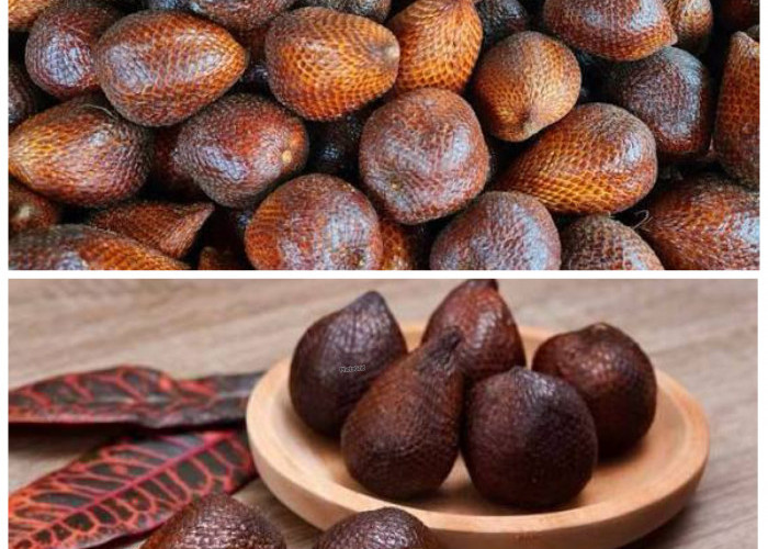 Jarang Diketahui, Inilah 10 Manfaat Buah Salak yang Baik untuk Kesehatan dan Kebugaran Tubuh