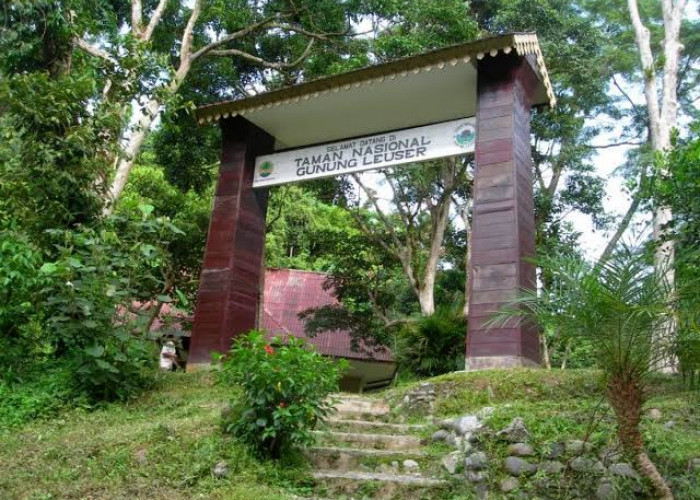Ini 5 Daerah Penghasil Air Tebersih di Indonesia, Salahsatunya Taman Nasional Gunung Leuser