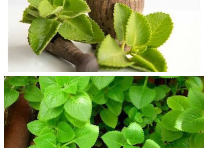 Kaya Khasiat! Mengenal Daun Bangun-Bangun, Tanaman Herbal Ajaib Penangkal Berbagai Penyakit