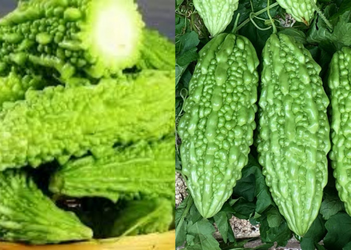 Tak Sepahit Rasanya, Teryata Ini 8 Manfaat Pare Untuk Kesehatan!