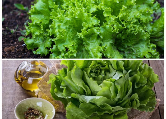 Manfaat Selada: Rahasia Kesehatan dan Kecantikan dari Sayuran Hijau