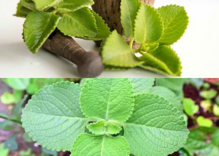 Bisa Ditanam di Pekarangan, Ini Cara Mengolah Daun Bangun-Bangun untuk Booster Imun Harian!