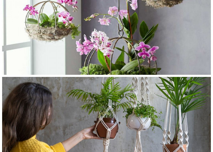 5 Tanaman Hias Gantung untuk Dalam Ruangan, Wangi Alami Bikin Rumah Lebih Rileks