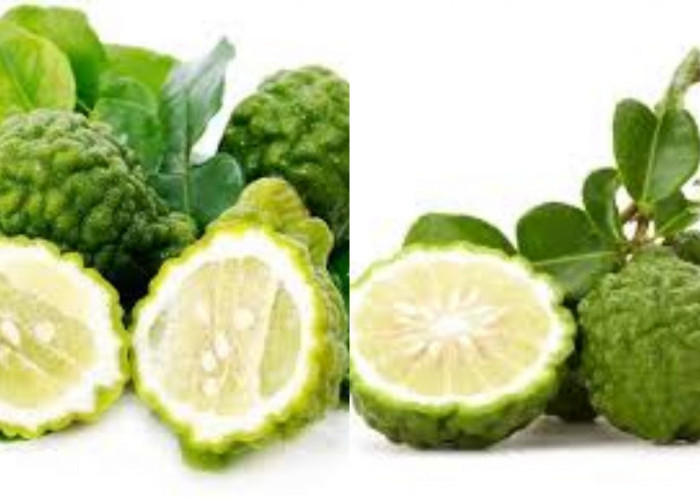 Simak! 8 Manfaat Jeruk Purut Untuk Kesehatan Tubuh Yang Jarang Diketahui