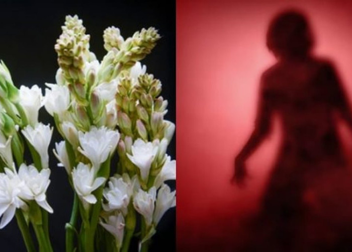 Tidak Melulu Berbau Mistis, Ini 5 Fakta Menarik Bunga Sedap Malam