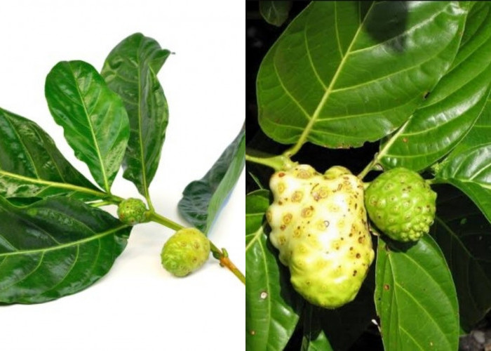 Meningkatkan Sistem Kekebalan Tubuh Teryata Ini Guys Manfaat Dari Daun Mengkudu Untuk Kesehatan! 