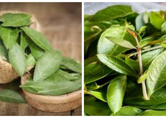 6 Manfaat Daun Pacar untuk Kesehatan, dari Meredakan Sakit Perut hingga Membantu Mengatasi Asam Lambung