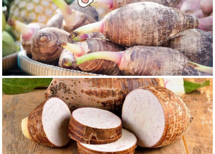 Talas: Akar Sehat dengan Segudang Manfaat untuk Tubuh