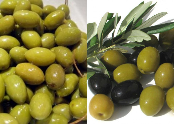 Catat! Ini 7 Manfaat Buah Zaitun Untuk Kesehatan Tubuh Yang Perlu Kamu Tahu