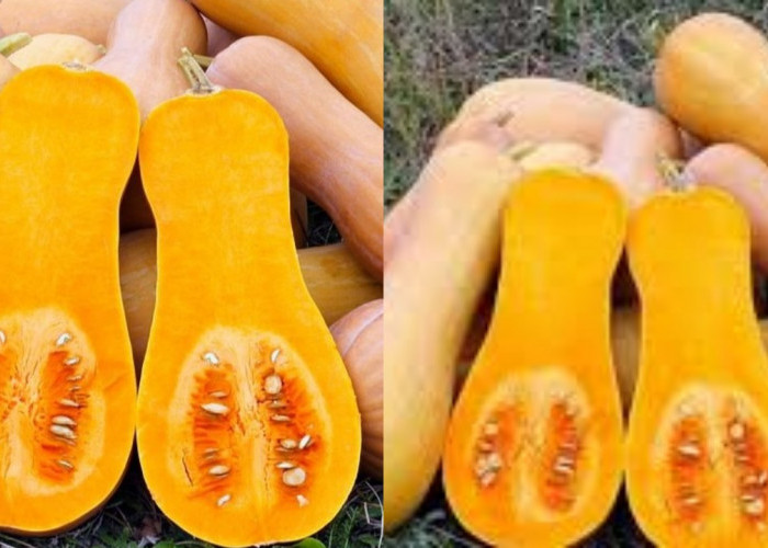  Labu Madu Yuk Ketahui Manfaatnya Untuk Kesehatan Dan Cara Mengonsumsinya!