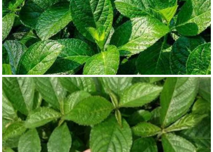 Rahasia Sehat dengan Daun Keji Beling: 6 Khasiat dan Cara Penggunaannya