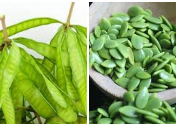 5 Keuntungan Petai Cina untuk Kesehatan yang Jarang Diketahui