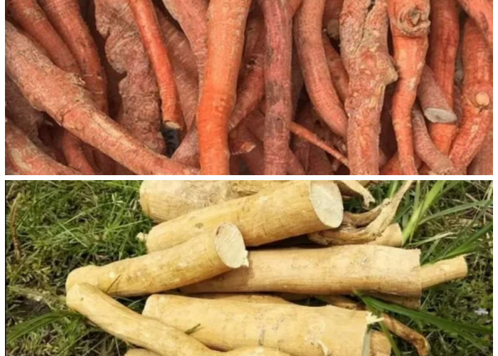 Jarang Disadari, Ini Khasiat Buah Pasak Bumi untuk Menjaga Kesehatan Tubuh