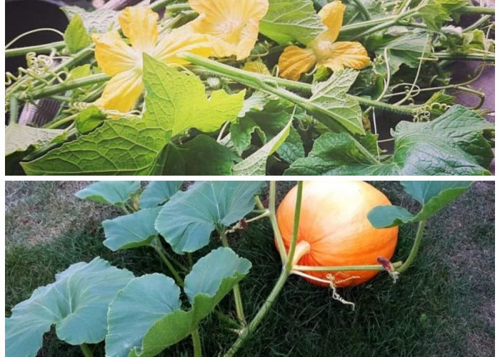 Mengungkap 7 Manfaat Daun Labu Kuning untuk Kesehatan Tubuh