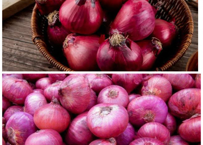 Menguak Manfaat Bawang Merah bagi Kesehatan Tubuh: Dari Imunitas hingga Pencegahan Penyakit Kronis!