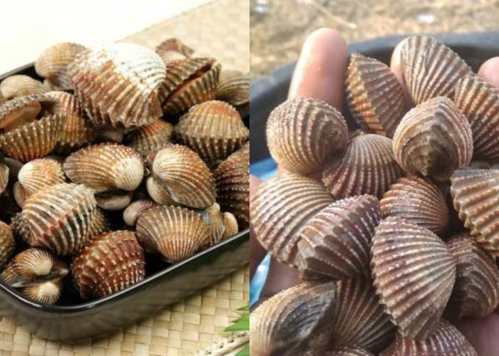 Sumber Protein Berkualitas Tinggi Wow Inilah Manfaat Dari Kerang Yang Jarang Diketahui! 