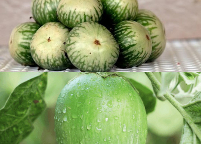 7 Keuntungan Terong Bulat untuk Kesehatan Otak dan Tubuh!