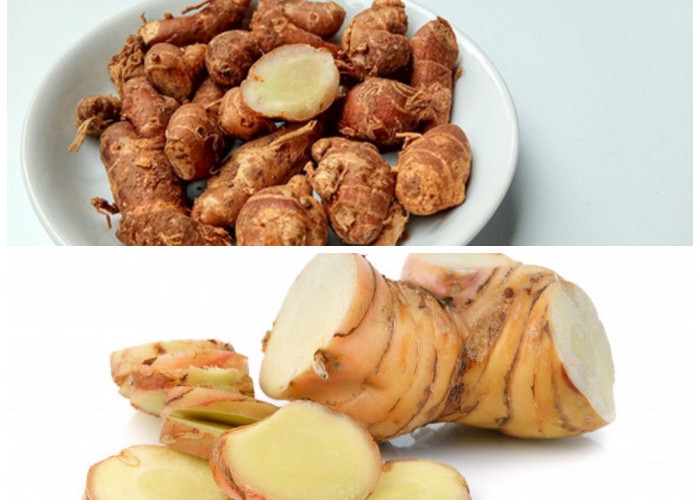 8 Manfaat Luar Biasa Kencur bagi Tubuh serta Tips Aman Konsumsi Harian