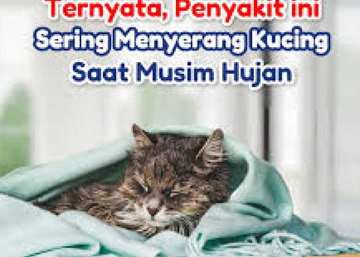 Kucing Rentan Sakit di Musim Hujan? Begini Cara Mudah Menjaganya Tetap Sehat!