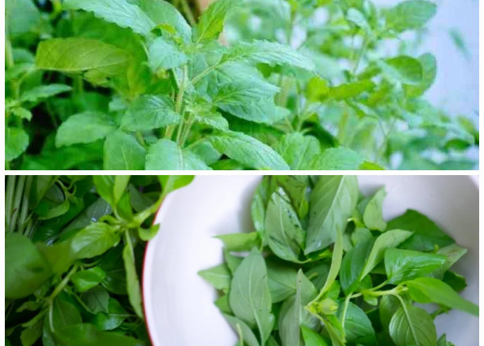 Manfaat Luar Biasa Daun Kemangi yang Wajib Kamu Ketahui