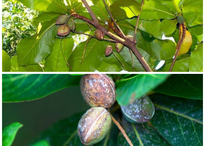 Khasiat Biji Ketapang untuk Kesehatan: Sumber Nutrisi Alami yang Jarang Diketahui