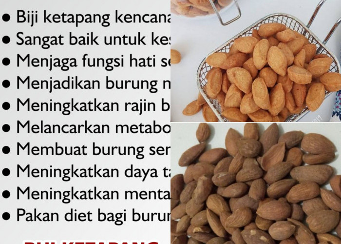 Siapa Sangka? 5 Manfaat Hebat Biji Ketapang untuk Kesehatan!