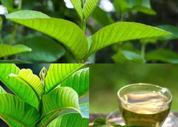 Ketahui Manfaat Daun Jambu Biji untuk Kesehatan!