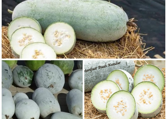 Manfaat Buah Kundur bagi Kesehatan Tubuh: Kaya Nutrisi dan Rahasia Herbal Alami!