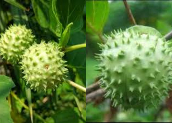 Daun Kecubung: Herbal Legendaris yang Bisa Jadi Berbahaya