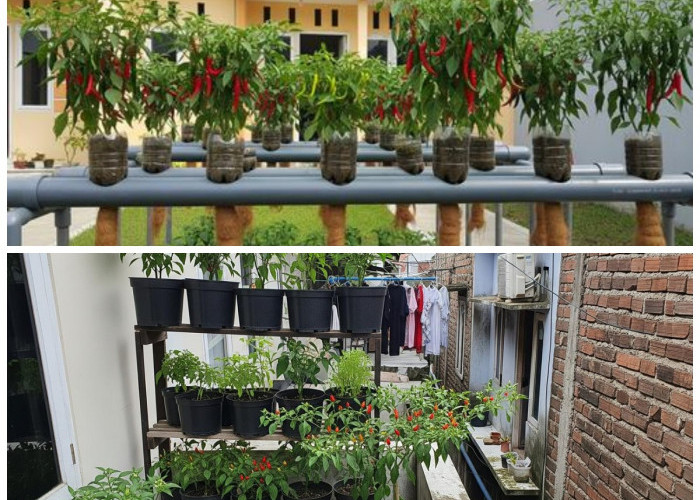 Rumah Sempit Bukan Halangan! Cara Membuat Kebun Cabai Rawit Mini agar Tetap Bisa Panen