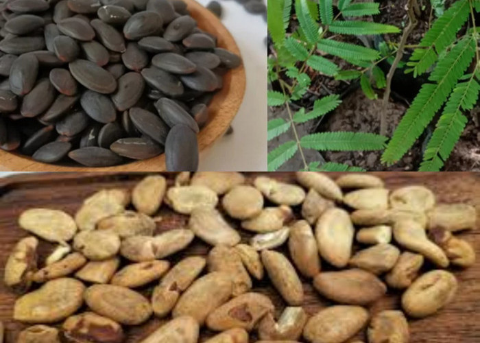  Waw Wajib Diketahui Manfaat Buah Kedawung untuk Kesehatan: Si Kecil yang Kaya Khasiat!