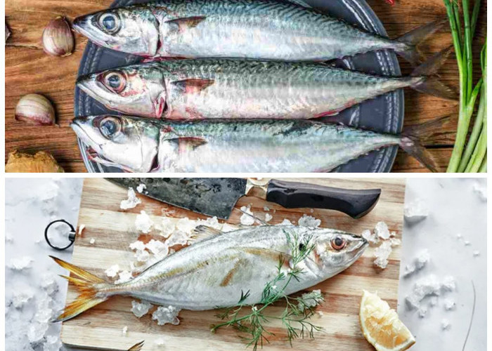 Rahasia Sehat dari Laut: Ini 7 Khasiat Ikan Tenggiri untuk Kesehatan Tubuh!*