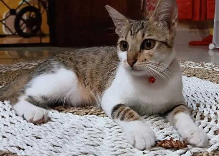 Warganet Geram, Demi Konten Pria China Tega Blender Kucing