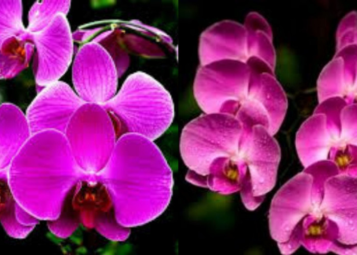 Inilah 7 Manfaat Bunga Anggrek Untuk Kesehatan Tubuh Yang Jarang Diketahui!