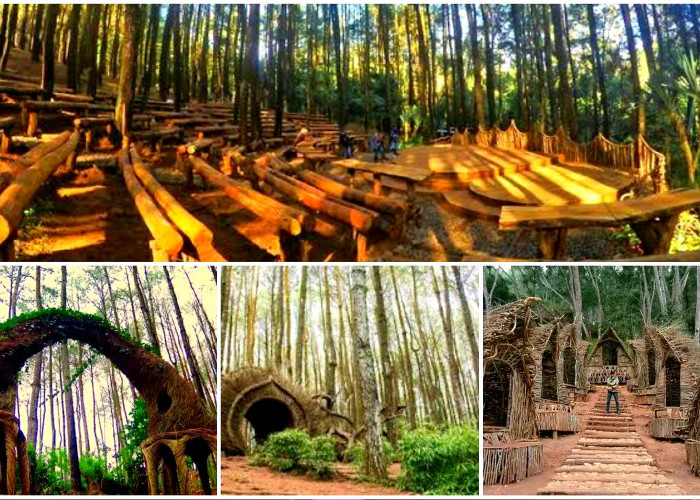 Tertarik Berwisata ke Hutan Pinus Yogyakarta? Catat Ini 6 Lokasinya!