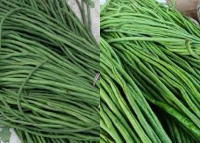 Makan Kacang Panjang Setiap Hari? Ini Manfaatnya Bagi Kesehatan Tubuh Yang Luar BIasa