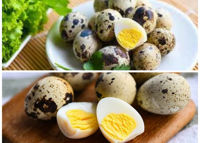 Kaya Nutrisi, Ini Manfaat Telur Puyuh untuk Kesehatan Tubuh Anda