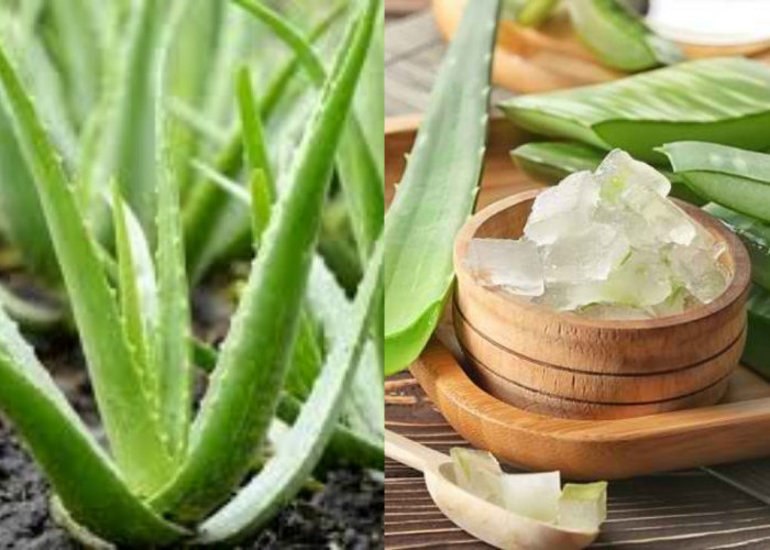 Manfaat Lidah Buaya untuk Kesehatan, Kulit Glowing dan Tubuh Lebih Sehat!