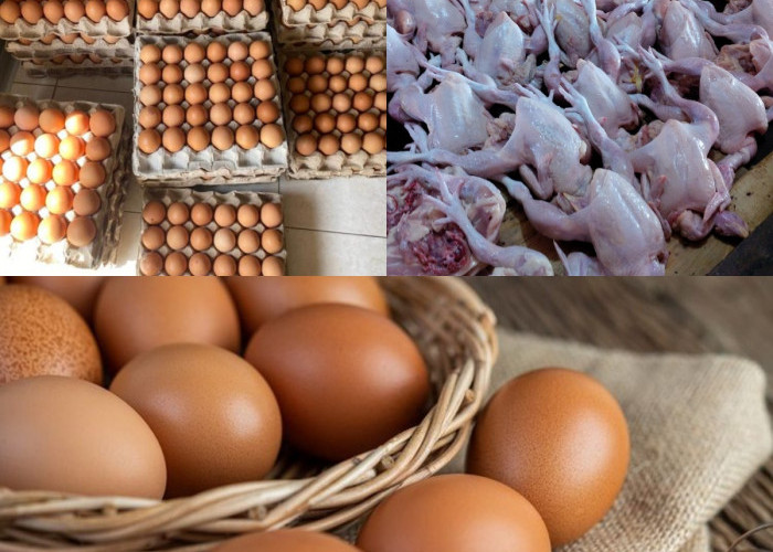 Harga Telur dan Daging Ayam Melonjak Jelang Ramadan, Pola Tahunan atau Akibat Ketidakseimbangan Infrastruktur?