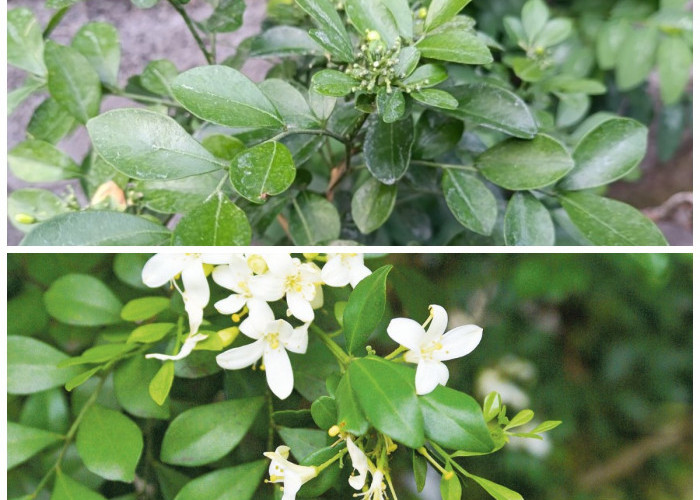 Daun Kemuning untuk Kesehatan: Khasiatnya dalam Mengatasi Rematik dan Masalah Tubuh Lainnya
