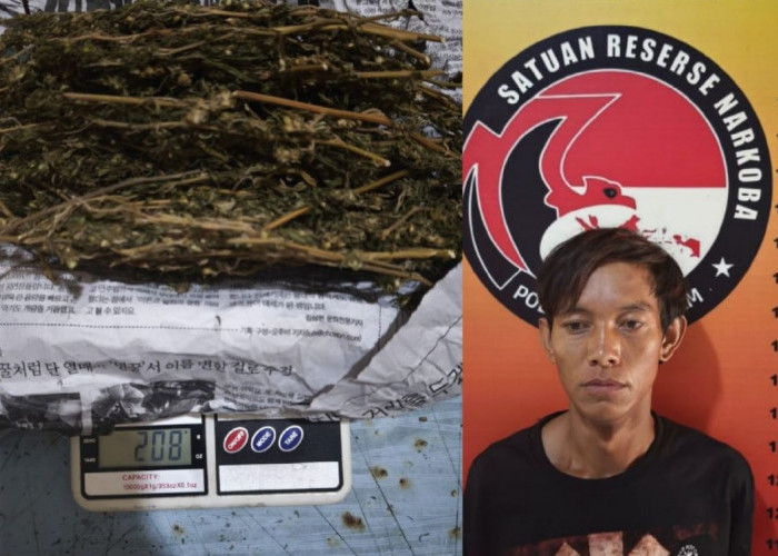 Buruh Nyambi Ngedar Ganja, Ditangkap Dijalan Lintas Pagar Alam - Empat Lawang﻿