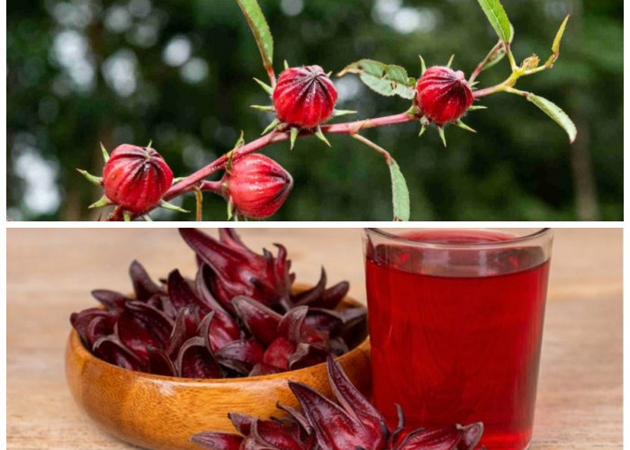 Manfaat Bunga Rosella untuk Kesehatan dan Kecantikan: 10 Khasiat yang Wajib Diketahui!