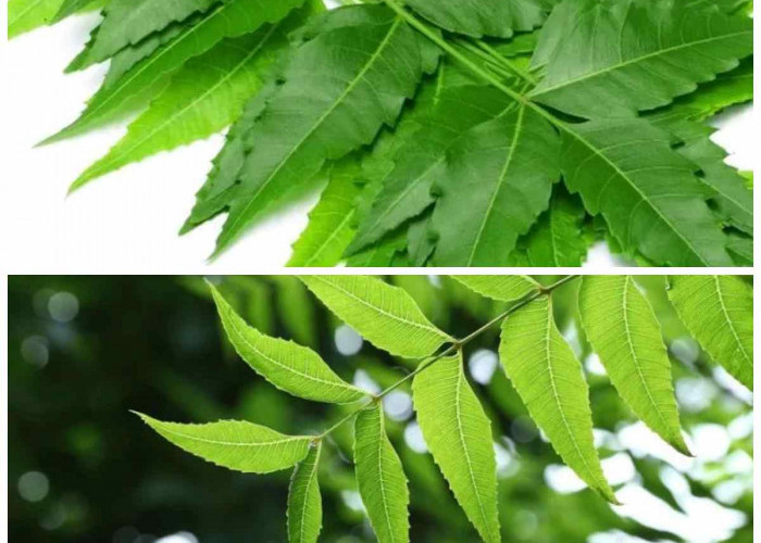 Manfaat Daun Mimba yang Wajib Diketahui untuk Menunjang Kesehatan