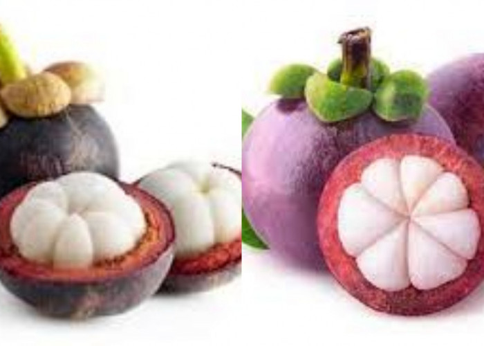 Jarang Diketahui Inilah 9 Manfaat Buah Manggis Untuk Kesehatan Tubuh Yang Luar Biasa!