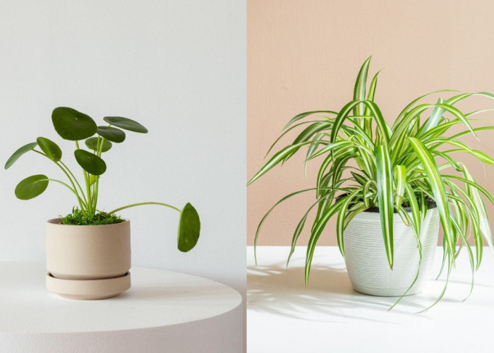 Inspirasi Tanaman Hias Mini untuk Kamar Anak, Bikin Ruangan Lebih Segar dan Ceria!