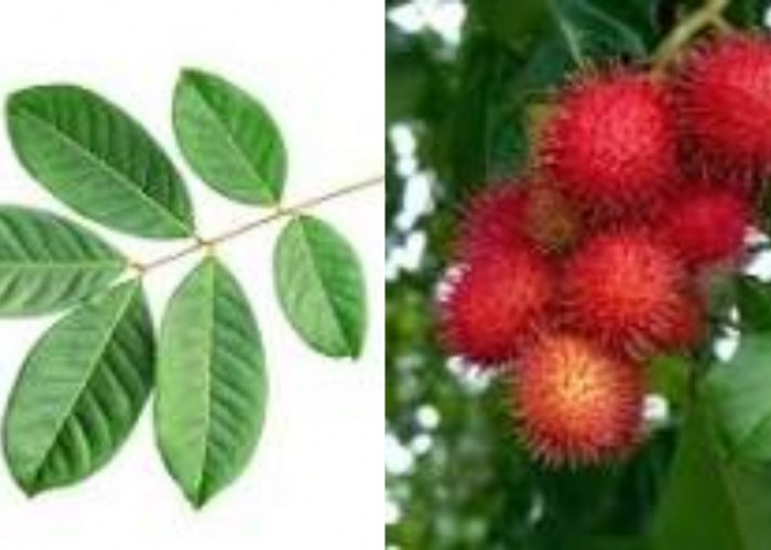  Jarang Diketahui Inilah Manfaat Daun Rambutan Untuk Kesehatan Tubuh Yang Luar Biasa!!