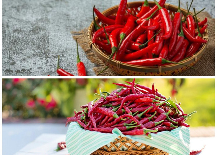 Cabai Merah Bukan Sekadar Pedas: Ini Deretan Khasiatnya untuk Tubuh